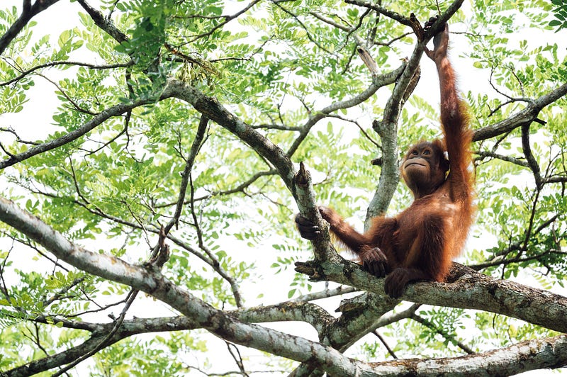 Monkey Branching in Relationships — When Your Partner is Always on the Lookout for New… Monkey Branching in Relationships — When Your Partner is Always on the Lookout for New…