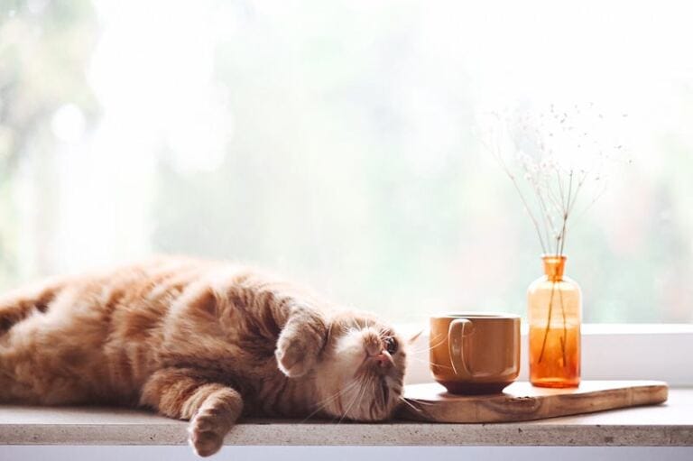 Comfort Zone of Familiar Pain- Why We Become Stuck with Pain coping with excessive daydreaming: why a routine can help you Comfort Zone of Familiar Pain- Why We Become Stuck with Pain coping with excessive daydreaming: why a routine can help you