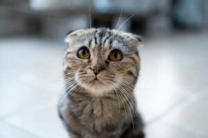 Moving on From Abuse: Why You Tend to Overexplain Yourself? how a narcissist insidiously tests your boundaries