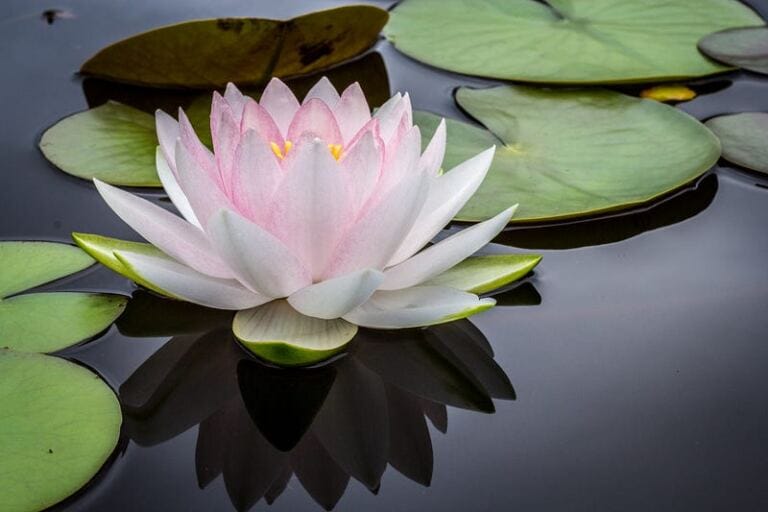 6 Top Weaknesses and Vulnerabilities that Narcissists Exploit To Manipulate You how to stop wallowing in self-pity after narcissistic abuse 6 Top Weaknesses and Vulnerabilities that Narcissists Exploit To Manipulate You how to stop wallowing in self-pity after narcissistic abuse